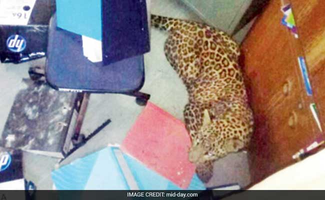 Leopard Trapped In Pune College Kitchen; Rescued After 4 Hours
