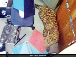 Leopard Trapped In Pune College Kitchen; Rescued After 4 Hours Leopard Trapped In Pune College Kitchen; Rescued After 4 Hours