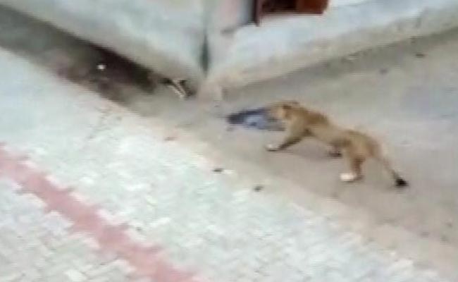 Lioness Strays Into Village; Captured In Amreli District Of Gujarat
