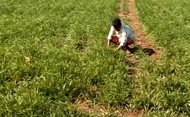3 Farmers Commit Suicide In 24 Hours In Madhya Pradesh