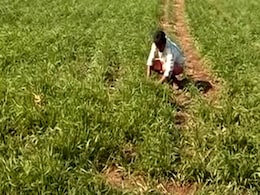 A GST Waiver For Farmers In Gujarat, Congress Taunts BJP On Timing A GST Waiver For Farmers In Gujarat, Congress Taunts BJP On Timing