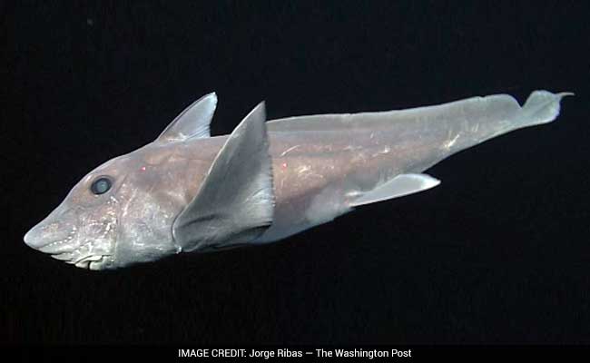 Mysterious Ghost Shark Captured On Camera For The First Time