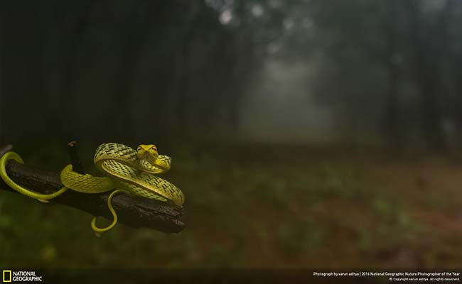 These Spectacular Pics Are The Winners Of NatGeo's Photo Contest