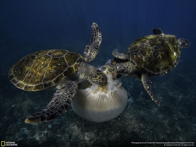 These Spectacular Pics Are The Winners Of NatGeo's Photo Contest