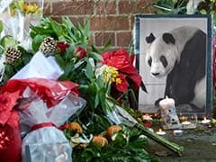 World's Oldest Male Panda Pan Pan Dies: Officials
