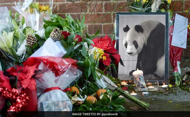 World's Oldest Male Panda Pan Pan Dies: Officials