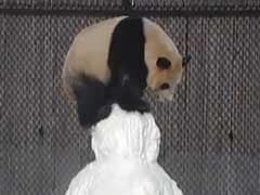 Giant Panda Has The Cutest Reaction To A Snowman. Smiles Guaranteed