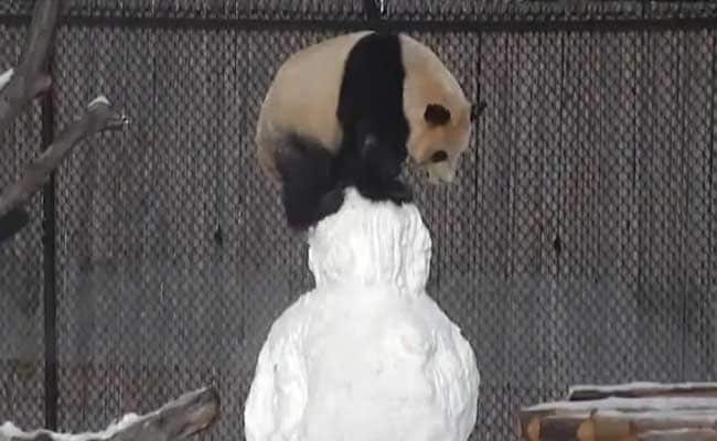 Giant Panda Has The Cutest Reaction To A Snowman. Smiles Guaranteed