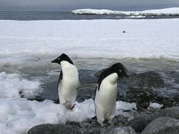 First Penguins Die In Antarctic Of Deadly H5N1 Bird Flu Strain, Experts Raise Alarm First Penguins Die In Antarctic Of Deadly H5N1 Bird Flu Strain, Experts Raise Alarm