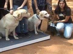 A Walk For The Homeless Dogs In Bengaluru