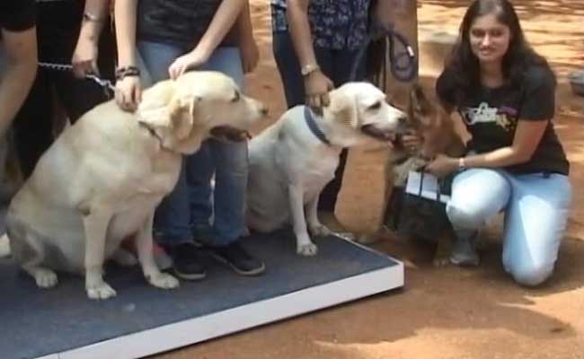 A Walk For The Homeless Dogs In Bengaluru