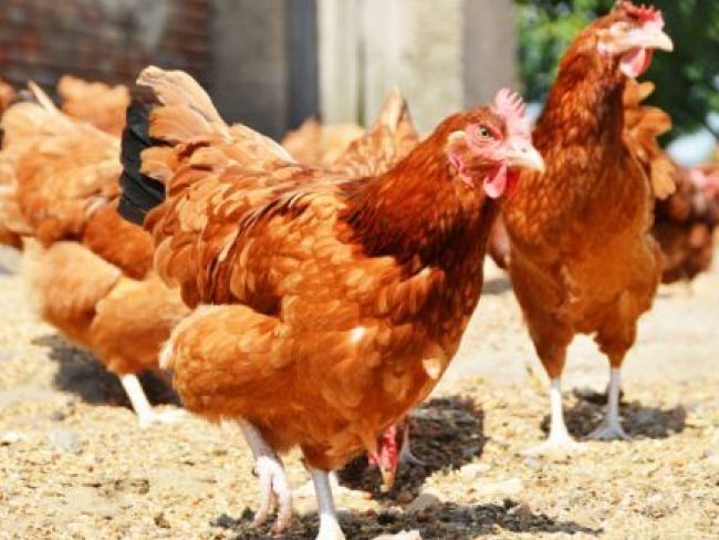 बर्ड फ्लू की पुष्टि के बाद स्थानीय सरकार ने 2,10,000 मुर्गियों को मारने का दिया आदेश
