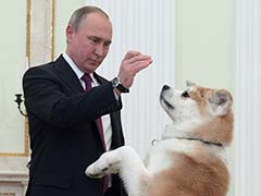 Russian President Vladimir Putin Tries Dog Diplomacy Before Japan Trip