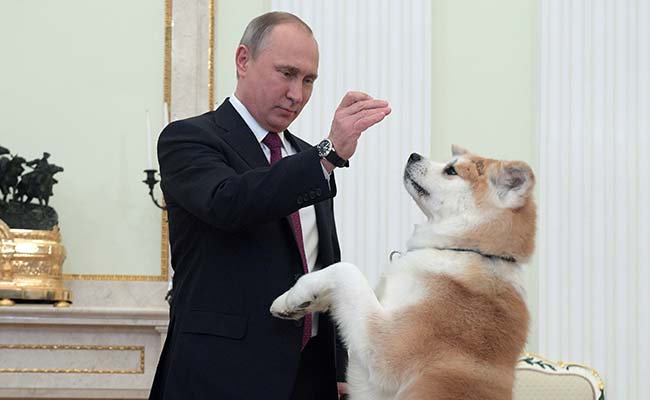 Russian President Vladimir Putin Tries Dog Diplomacy Before Japan Trip