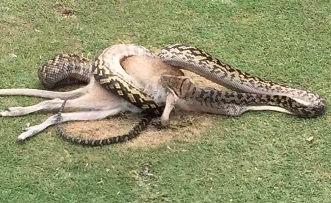 In Pics: On Golf Course, A 13-Foot Python Decides To Feed Himself