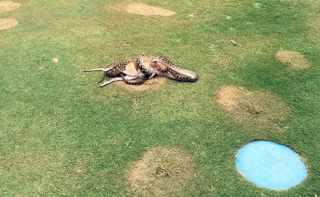 python australia golf course