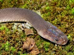 Rainbow-Headed Snake, 'Star Trek' Newt Among 163 New Species