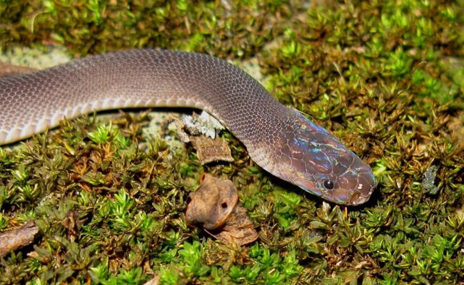 Rainbow-Headed Snake, 'Star Trek' Newt Among 163 New Species