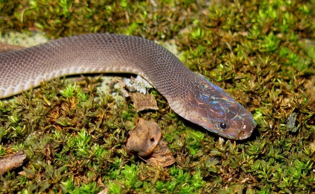 Man Tries To Make Video With Snake Around His Neck, Dies