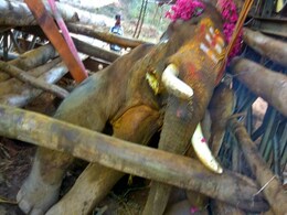 आखिरकार तमाम कोशिशों के बावजूद सिद्धा को नहीं बचाया जा सका... आखिरकार तमाम कोशिशों के बावजूद सिद्धा को नहीं बचाया जा सका...