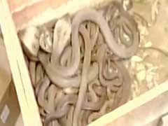 Snakes In A Flat: Over 70 Cobras, Vipers Seized From House In Pune