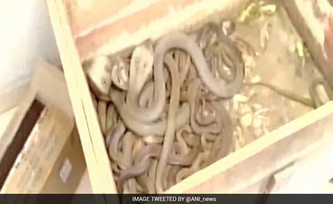 Snakes In A Flat: Over 70 Cobras, Vipers Seized From House In Pune