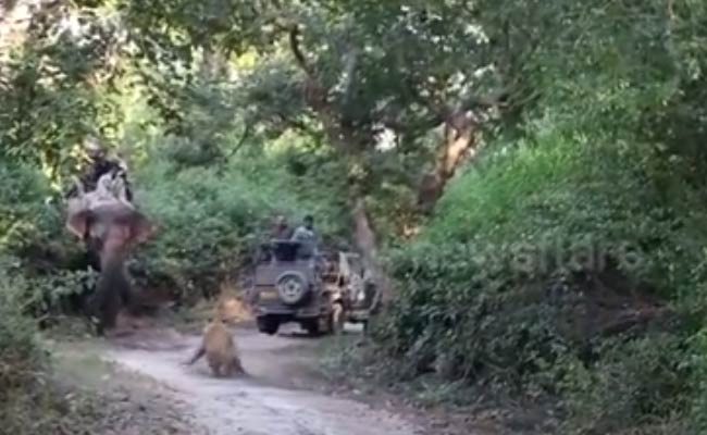 Hair-Raising Video Shows What Not To Do When You Spot A Tiger In The Wild