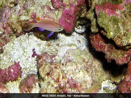Scientists Name New Fish Species After Obama Scientists Name New Fish Species After Obama