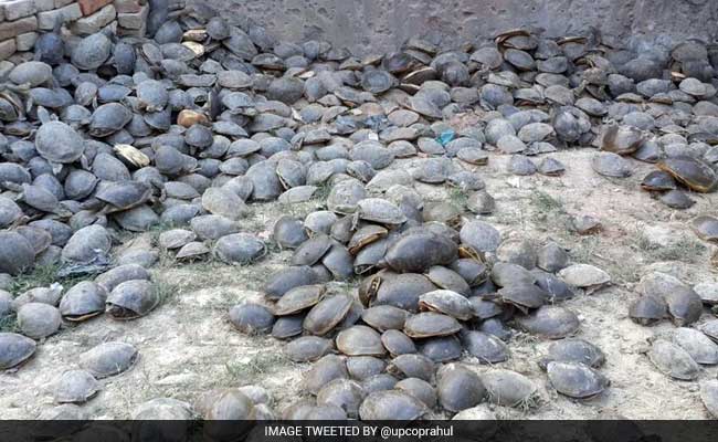 Over 6,000 Turtles, Stuffed In Sacks, Rescued In Uttar Pradesh's Amethi