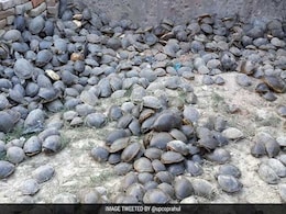 Over 6,000 Turtles, Stuffed In Sacks, Rescued In Uttar Pradesh's Amethi Over 6,000 Turtles, Stuffed In Sacks, Rescued In Uttar Pradesh's Amethi