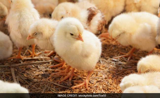 3,600 Chicks Killed In Pennsylvania Fire