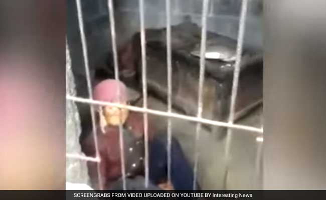 92-Year-Old Woman Kept Locked In Pigsty By Son, His Wife