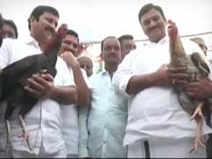 Despite Ban, 'Recreational Sport' Cockfight A Huge Hit In Andhra Pradesh