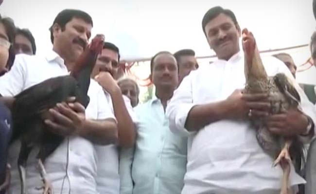 Despite Ban, 'Recreational Sport' Cockfight A Huge Hit In Andhra Pradesh