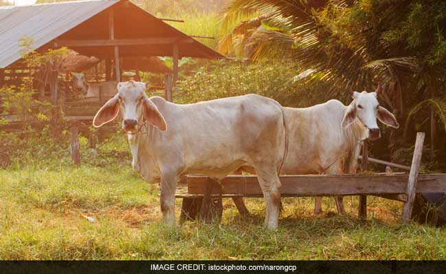 गाय को राष्ट्रीय पशु घोषित किया जाए : गुजरात युवा कांग्रेस