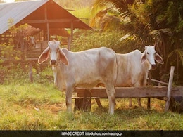 गौ-रक्षा तो हो जाएगी, लेकिन हमारी रक्षा कौन करेगा... गौ-रक्षा तो हो जाएगी, लेकिन हमारी रक्षा कौन करेगा...