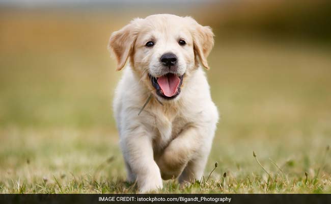 7 Puppies Found Dead In Delhi, Apartment Resident Alleges Animal Cruelty