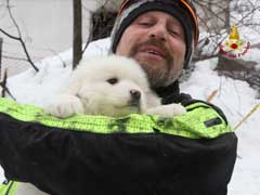 Three Dogs Rescued Five Days After Italy Avalanche