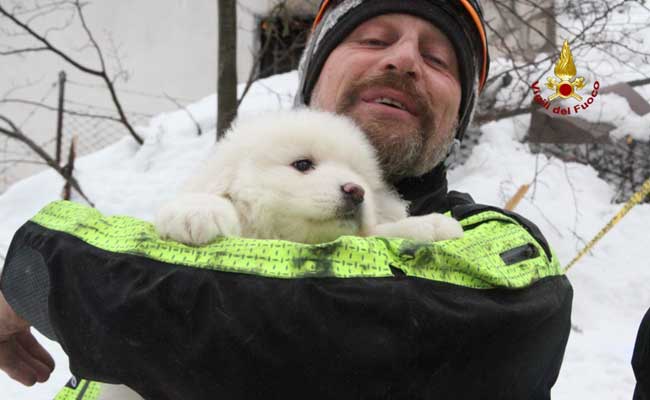 Three Dogs Rescued Five Days After Italy Avalanche