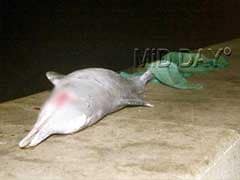 Dead Dolphin Washes Ashore In Mumbai