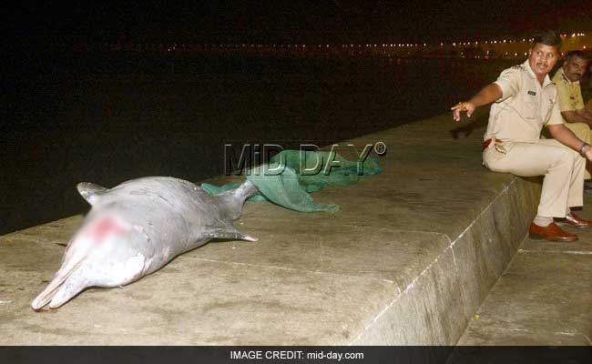 Dead Dolphin Washes Ashore In Mumbai