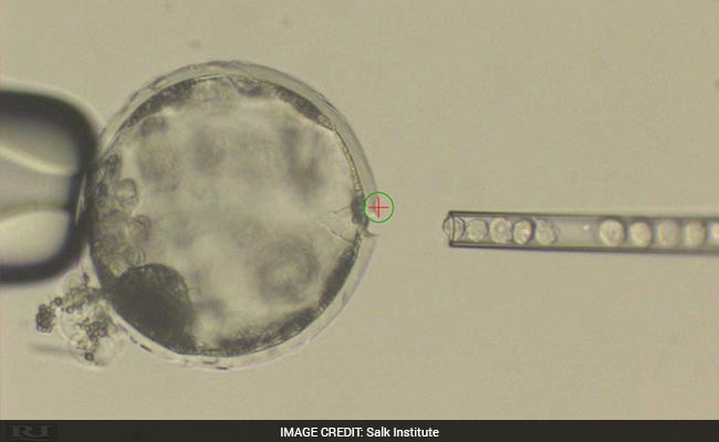 Scientists Create Part-Human, Part-Pig Embryo