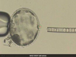 Scientists Create Part-Human, Part-Pig Embryo Scientists Create Part-Human, Part-Pig Embryo