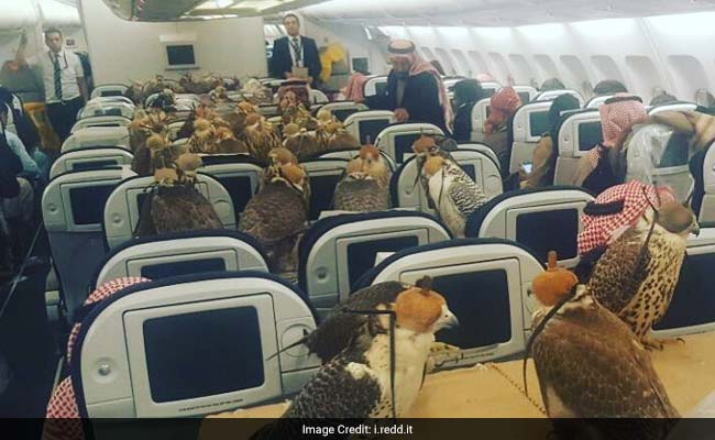 Viral: Bizarre And Apparently Real Pic Of 80 Falcons Taking A Flight