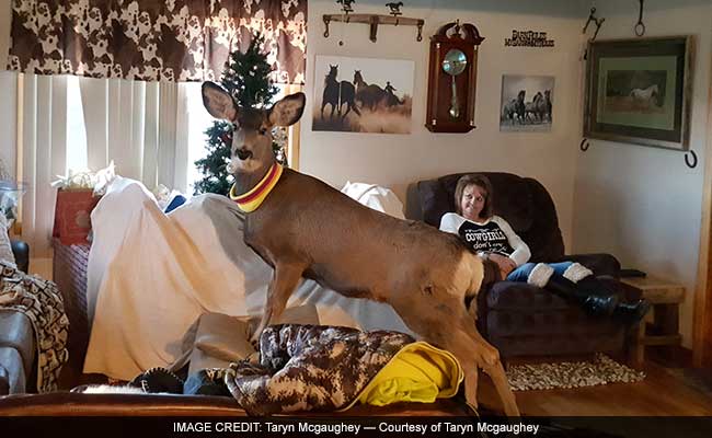 Game Wardens In Kansas Killed A Deer In Front Of The Family That Kept It As A Pet