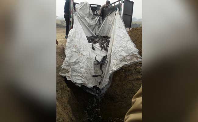 मंगोलपुरी : मछली मार्केट में छापेमारी के दौरान मिली जहरीली मछलियां, 25 टन मांगुर को किया गया दफन