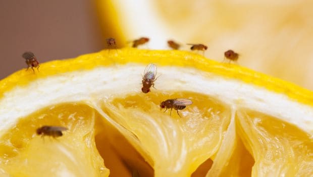 fruit flies