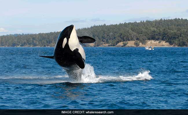 The Oldest Killer Whale, Known As Granny, Missing And Presumed Dead At A Possible Age Of 105