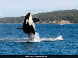 The Oldest Killer Whale, Known As Granny, Missing And Presumed Dead At A Possible Age Of 105 The Oldest Killer Whale, Known As Granny, Missing And Presumed Dead At A Possible Age Of 105