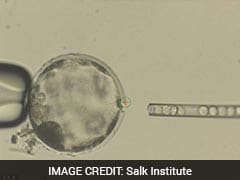 Scientists Create Part-Human, Part-Pig Embryo